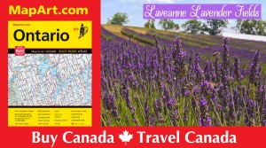 July is blossom month at Laveanne Lavender Fields
